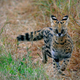 Illustration for article titled Caturday - Leptailurus serval Edition